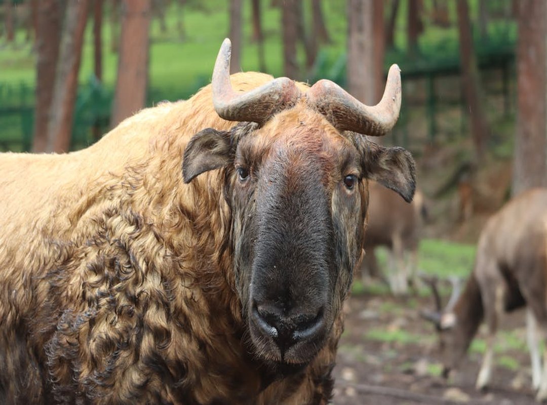 Discovering Our Backyard: A Guide to the Wildlife of Tamil Nadu