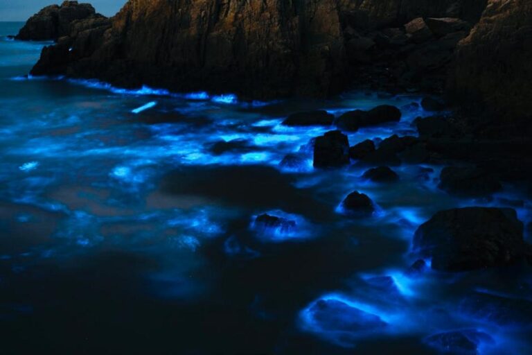 Vieques Bioluminescence
