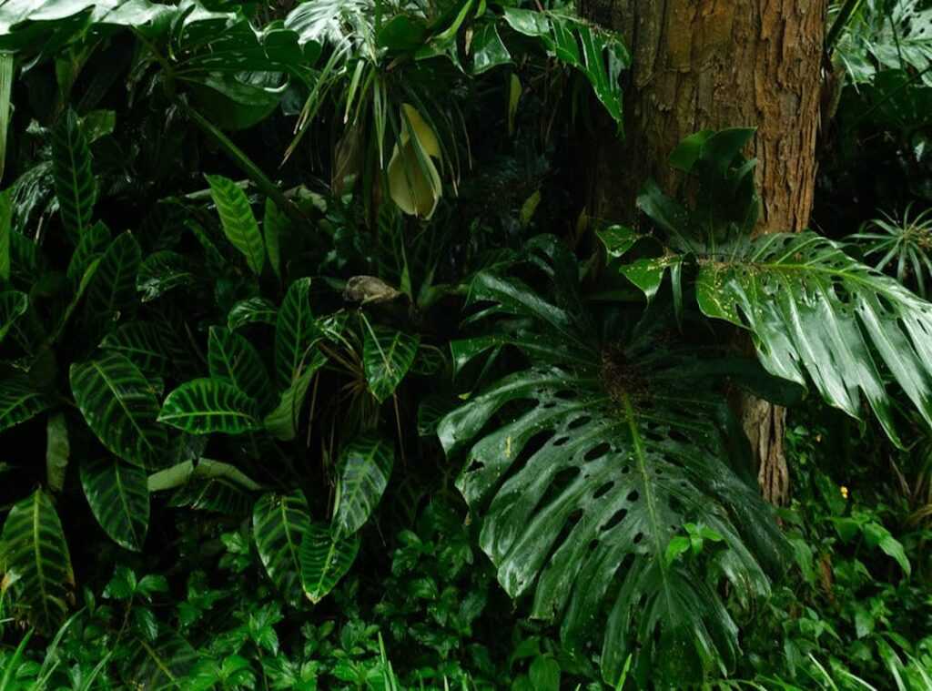 South American jungles